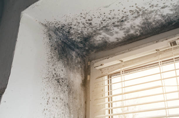 Affordable Basement Mold Removal solutions in Carol Stream, IL
