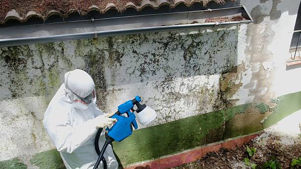 Trusted Black Mold Removal service in Carol Stream, IL - Cheap Mold Removal
